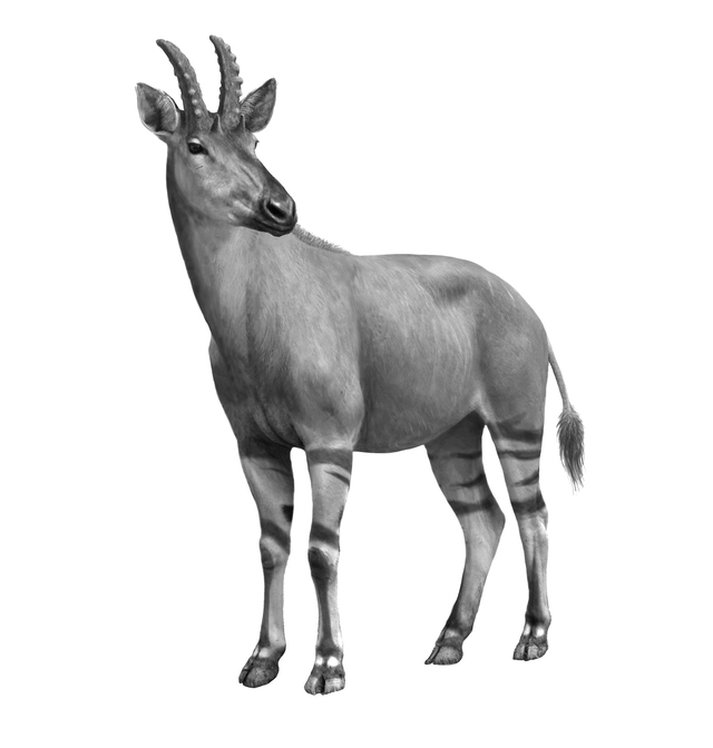 Decennatherium