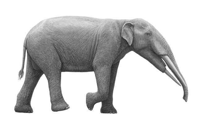 MASTODONS (PROBOSCIDEANS): TETRALOPHODON LONGIROSTRIS