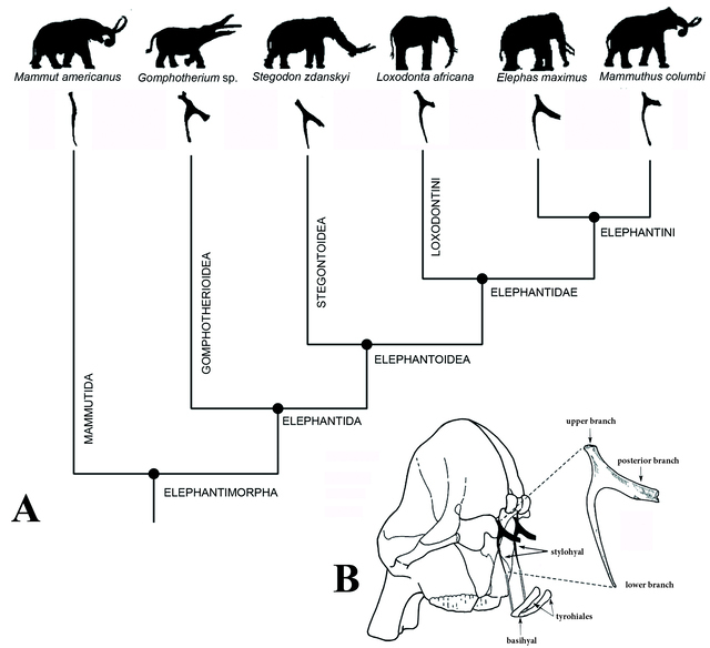 Phylogenetic position of gomphotheres