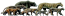 animals