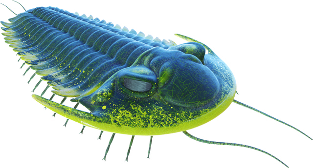 Trilobites