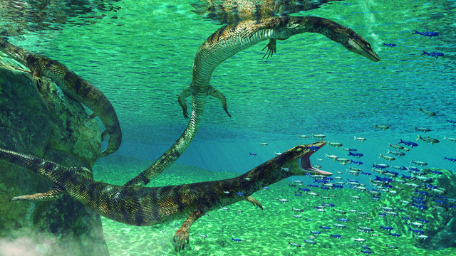 marine animal