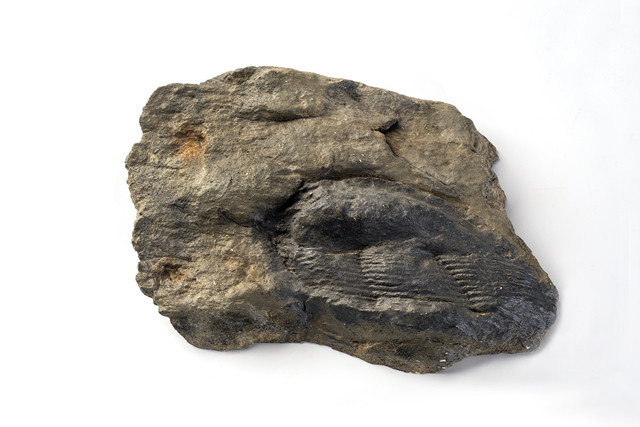 ectillaenus 1
