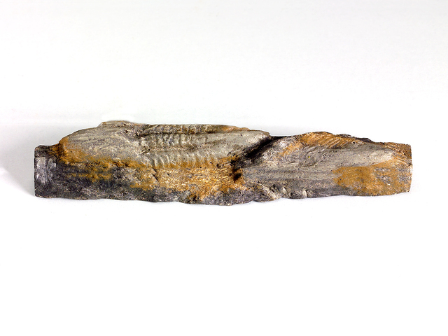 ectillaenus 2