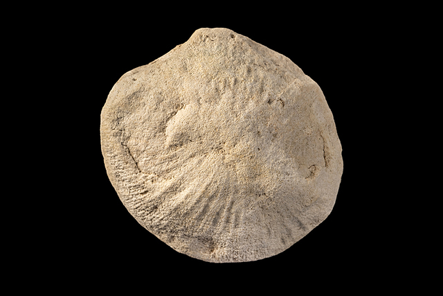 coral 1