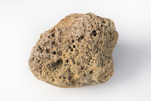 coral 2