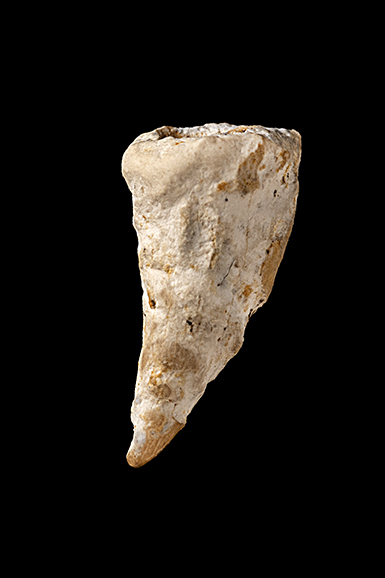 carentonosaurus 1