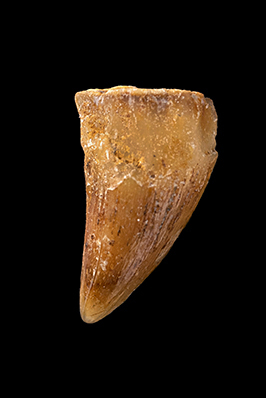 carentonosaurus 2