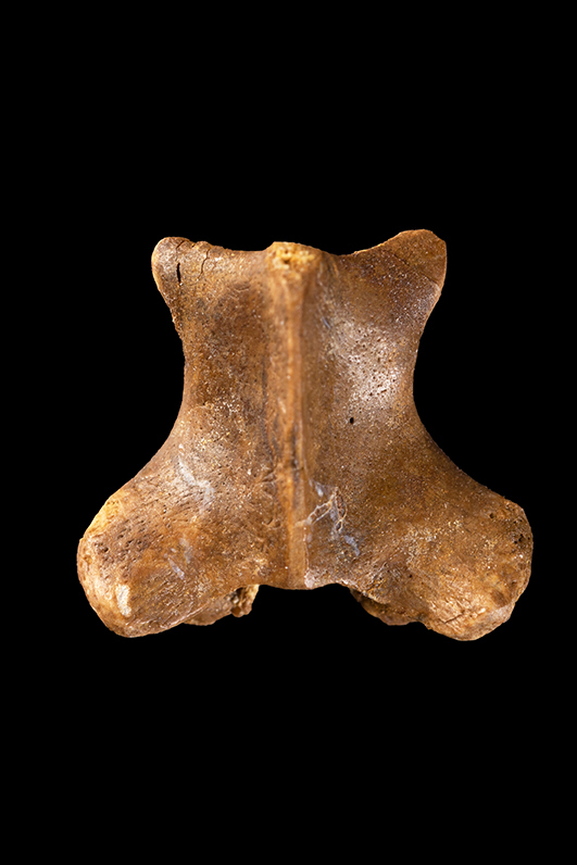 carentonosaurus 3