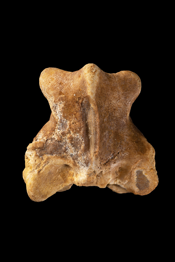 carentonosaurus 4