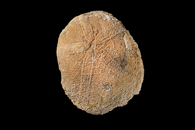 sea urchin