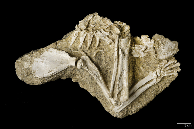 bone gap