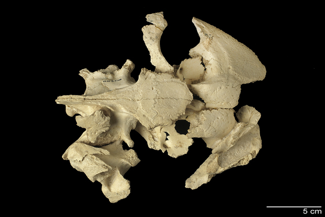 skull