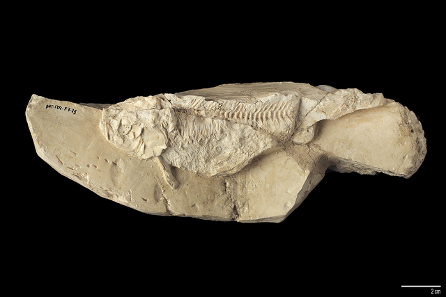 Teleost fish skeleton