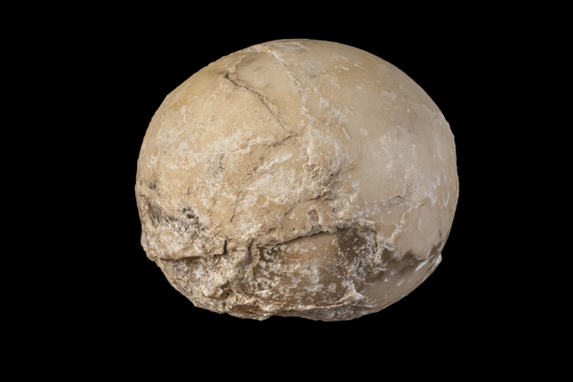Egg