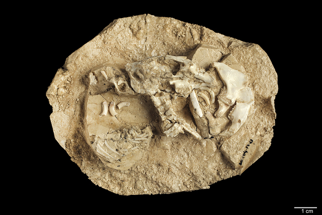 Prolagus crusafonti