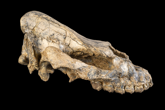 skull