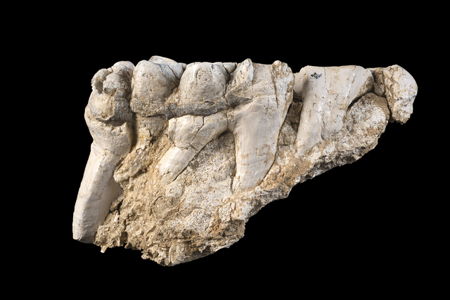 Maxillary