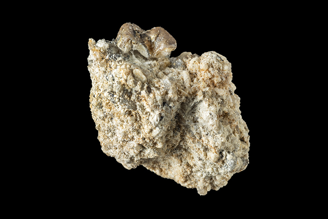 Andegameryx tooth
