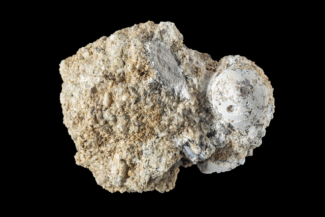 Andegameryx humerus