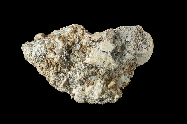 Andegameryx femur
