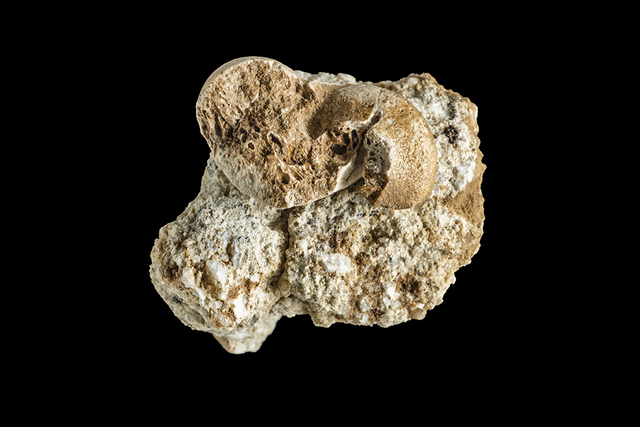 Andegameryx talus