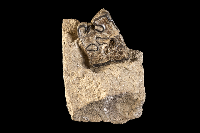 Upper molar