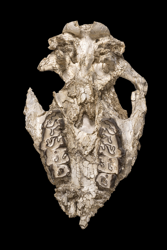 skull