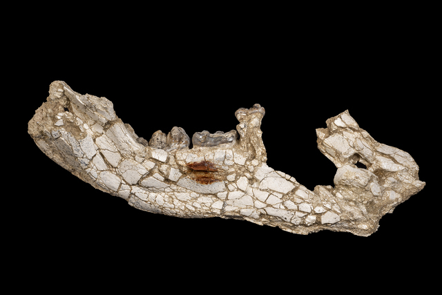 Gomphotherium angustidens