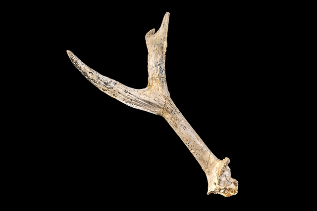 Heteroprox moralesi