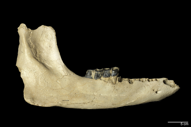 Hemimandible