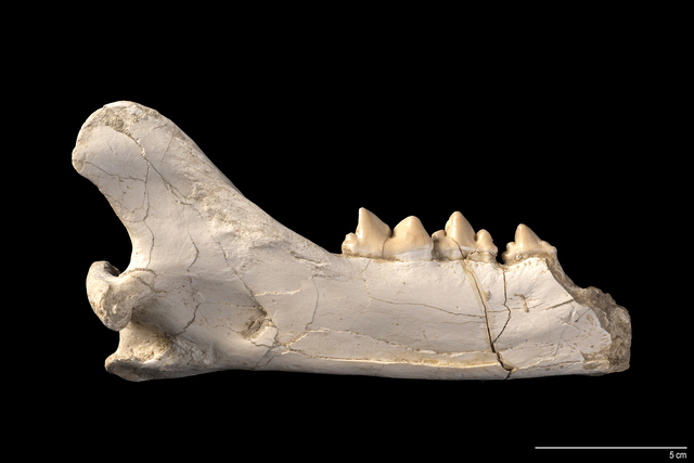 mandible