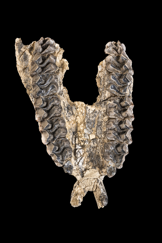 Anchitherium