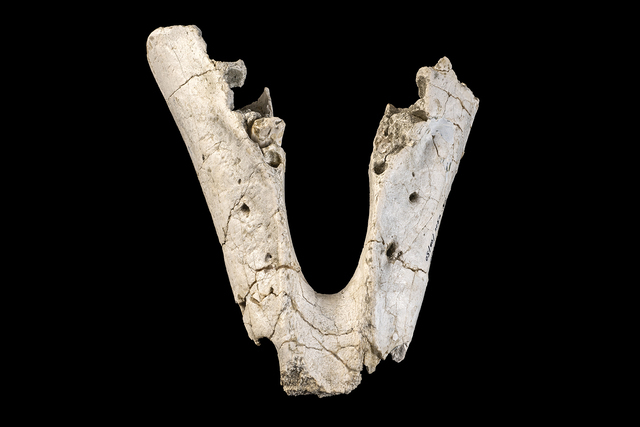 juvenile mandible