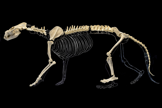 Magericyon Anceps
