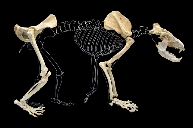 Anatomical assemblage