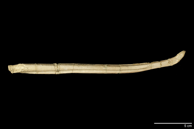Baculum