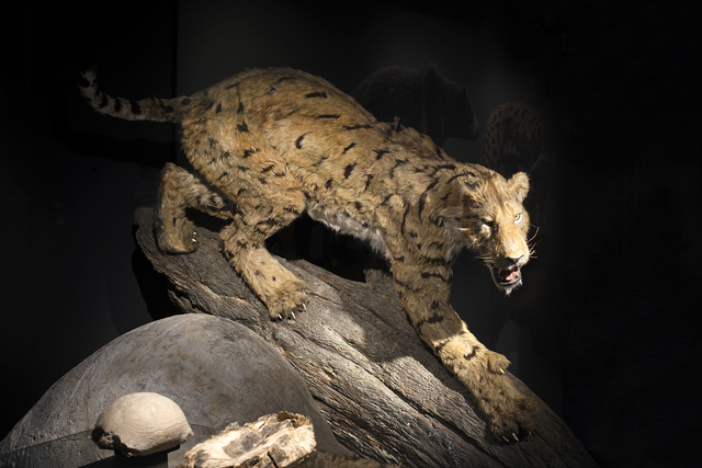 Machairodus aphanistus