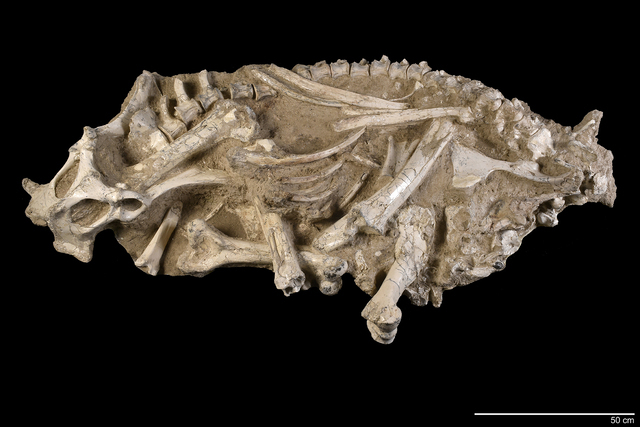 Decennatherium rex e Hipparion 1