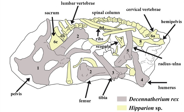 Decennatherium rex e Hipparion 2
