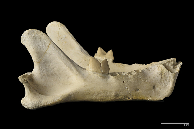 Machairodus aphanistus 1