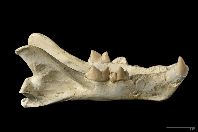 Machairodus aphanistus 2