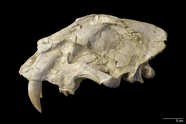Machairodus aphanistus
