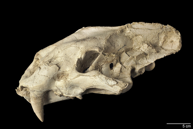 male skull