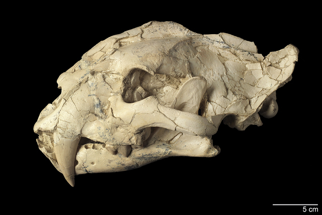 female skull