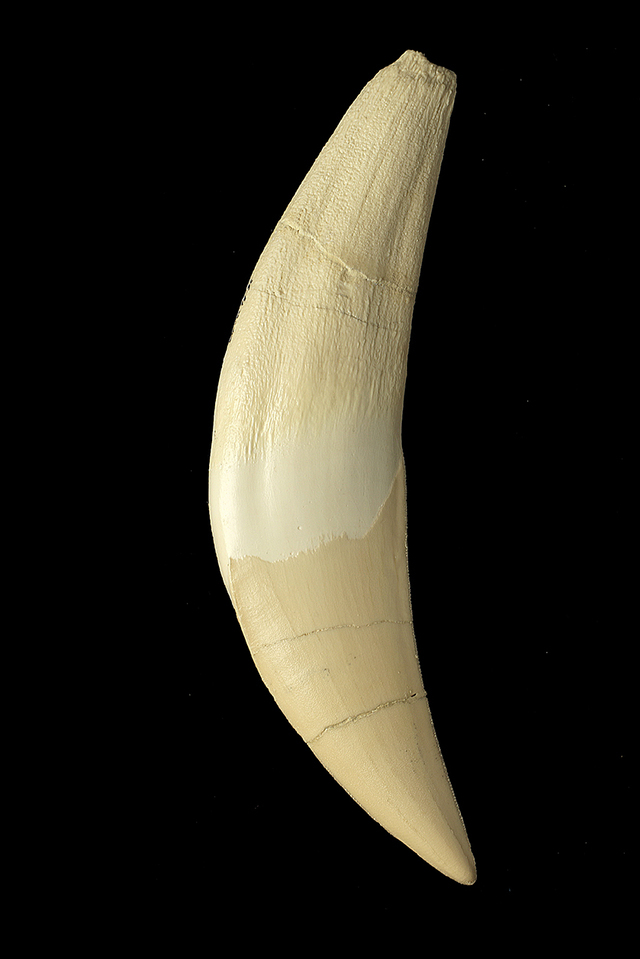 male canine