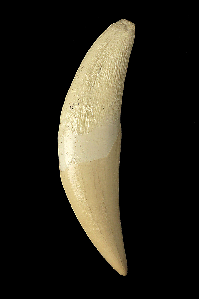 female canine
