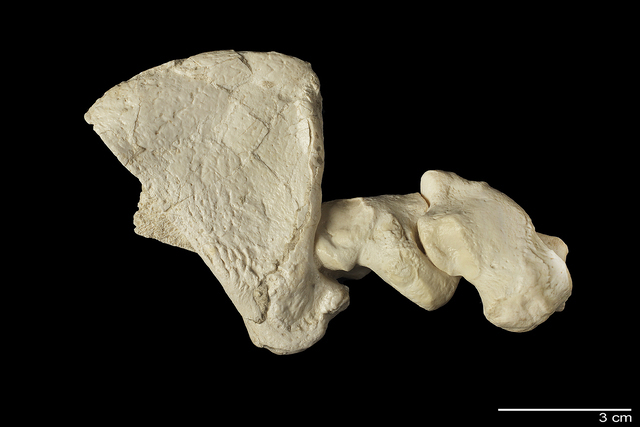 male claw