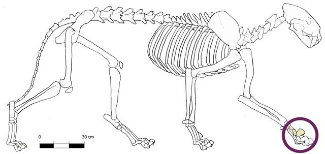 female claw