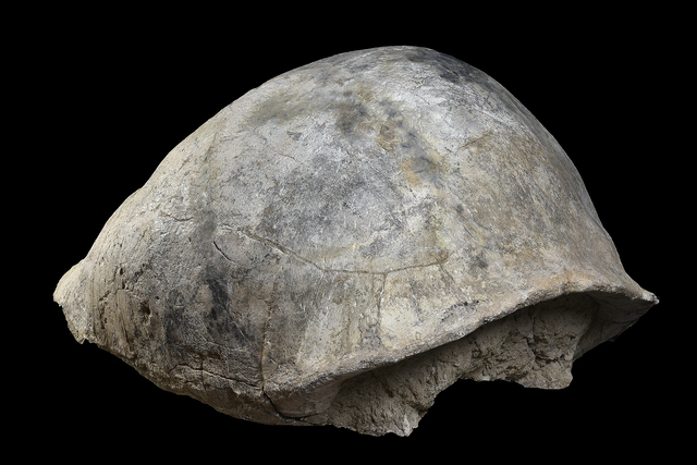 Titanochelon bolivari carapace